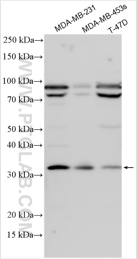 Western Blot (WB) analysis of various lysates using Cyclin G Polyclonal antibody (29306-1-AP)