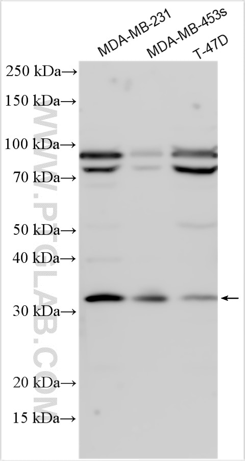 WB analysis using 29306-1-AP