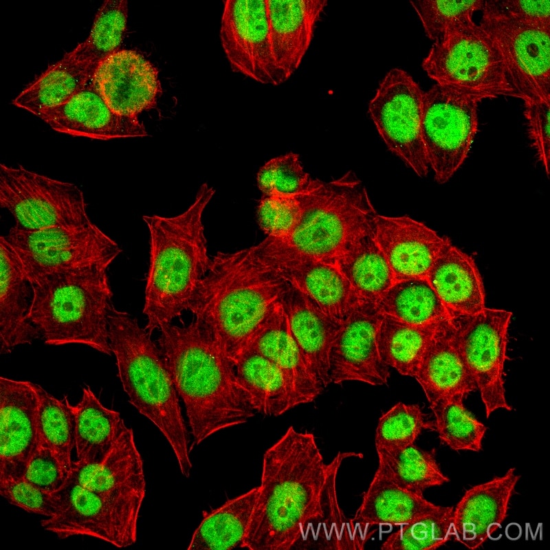 Immunofluorescence (IF) / fluorescent staining of PC-3 cells using Cyclin H Monoclonal antibody (67065-1-Ig)