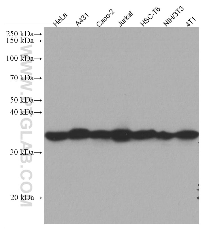 Western Blot (WB) analysis of various lysates using Cyclin H Monoclonal antibody (67065-1-Ig)