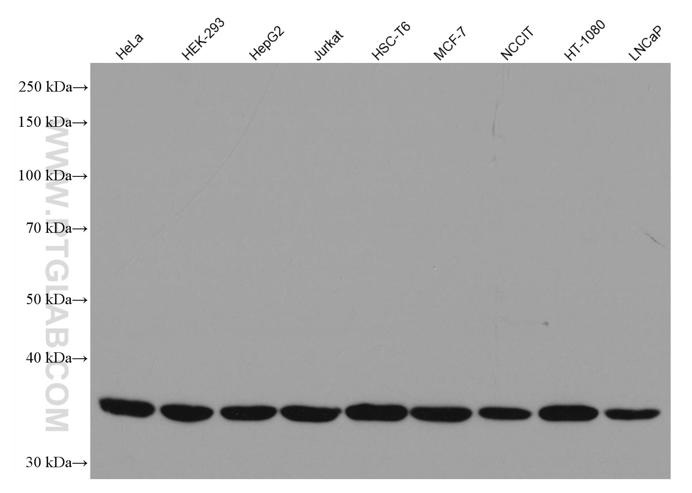 Western Blot (WB) analysis of various lysates using Cyclin H Monoclonal antibody (67065-1-Ig)