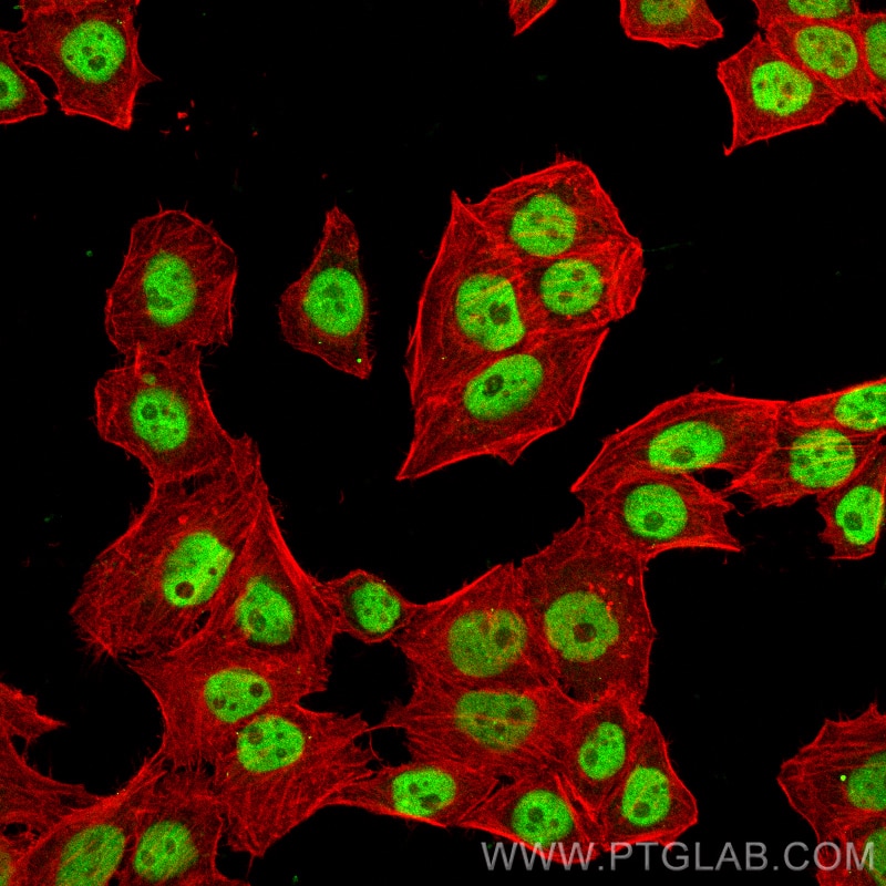 Immunofluorescence (IF) / fluorescent staining of PC-3 cells using CoraLite® Plus 488-conjugated Cyclin H Monoclonal  (CL488-67065)