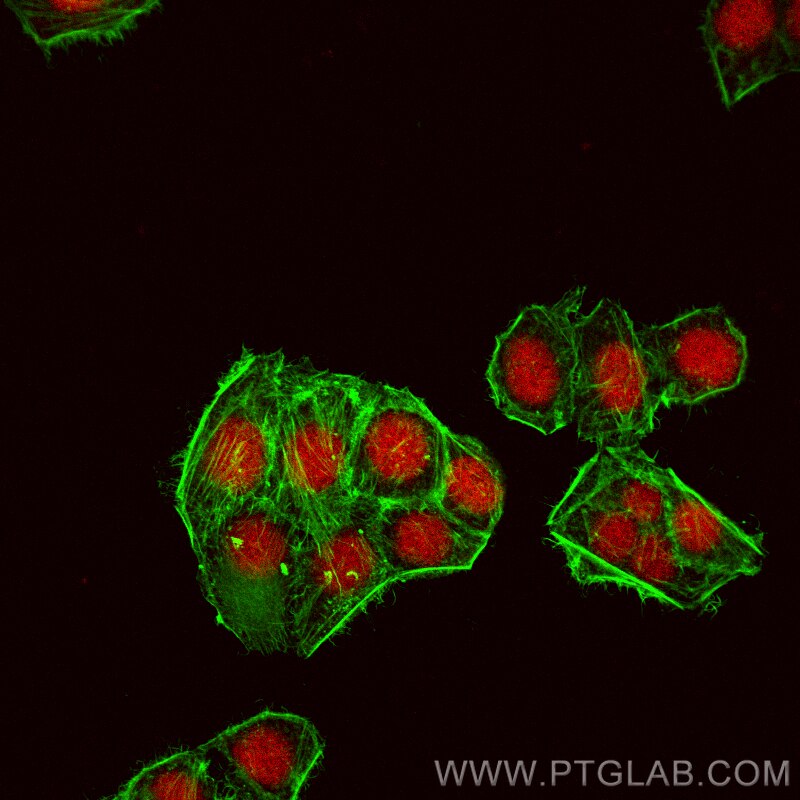 Immunofluorescence (IF) / fluorescent staining of PC-3 cells using CoraLite®594-conjugated Cyclin H Monoclonal antibo (CL594-67065)