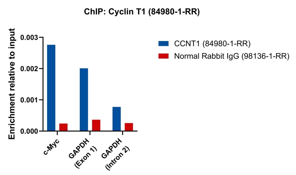 ChIP experiment of HCT 116 cells using Cyclin T1 Recombinant antibody (84980-1-RR)