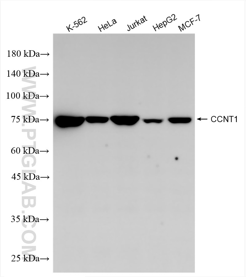 Western Blot (WB) analysis of various lysates using Cyclin T1 Recombinant antibody (84980-1-RR)