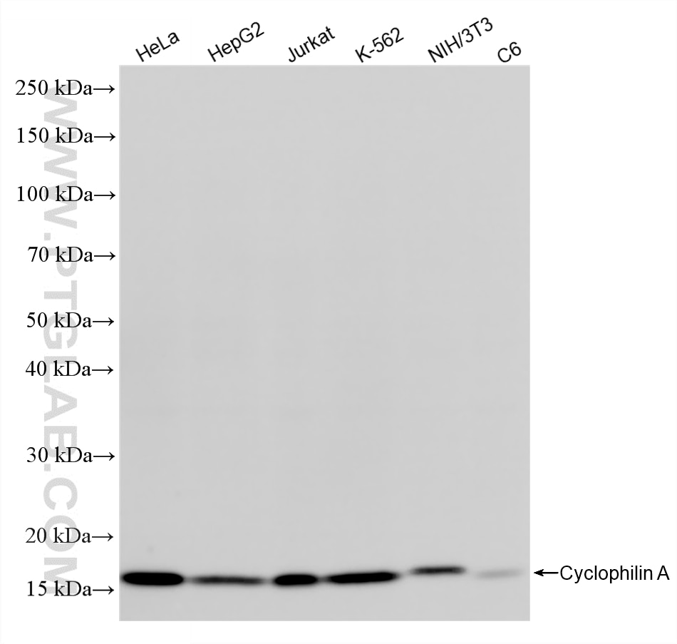 WB analysis using 86709-1-RR (same clone as 86709-1-PBS) Western Blot (WB) analysis of various lysates using Cyclophilin A Recombinant monoclonal antibody (86709-1-RR)