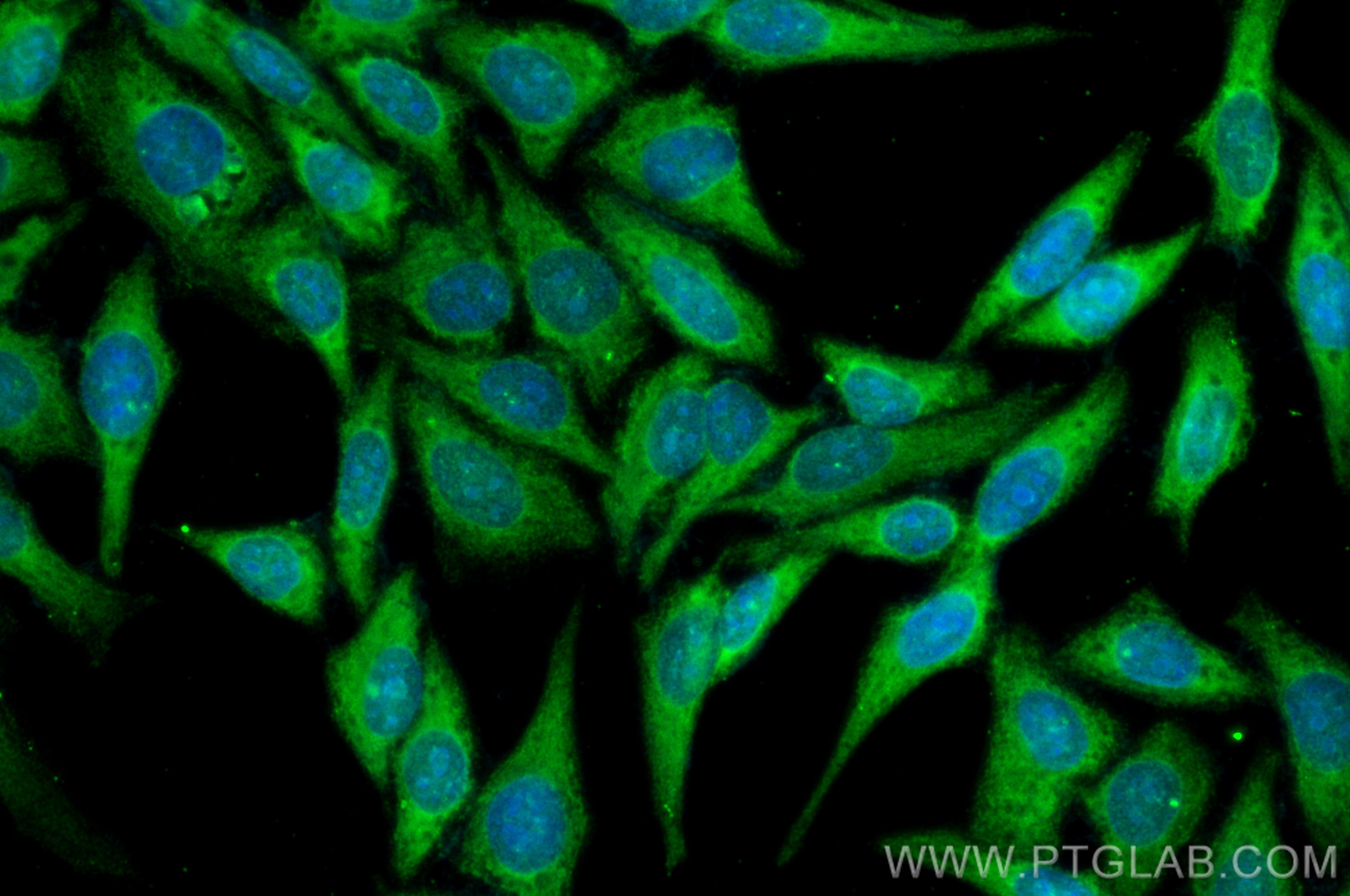 Immunofluorescence (IF) / fluorescent staining of HepG2 cells using CoraLite® Plus 488-conjugated Cyclophilin A Polycl (CL488-10720)