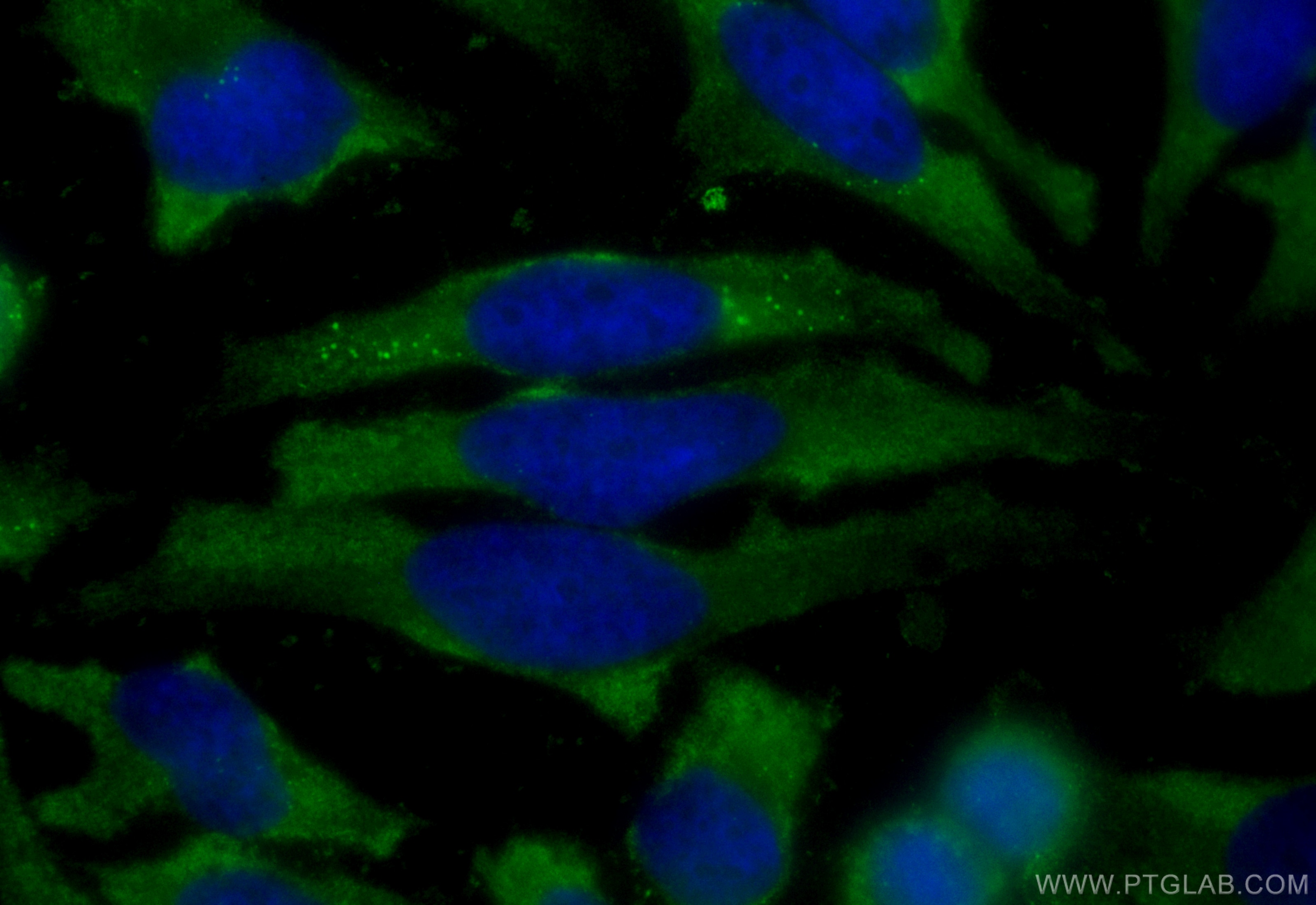 Immunofluorescence (IF) / fluorescent staining of HeLa cells using CoraLite® Plus 488-conjugated Cyclophilin A Polycl (CL488-10720)
