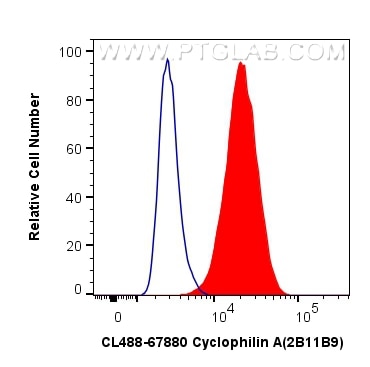 Flow cytometry (FC) experiment of HeLa cells using CoraLite® Plus 488-conjugated Cyclophilin A Monocl (CL488-67880)