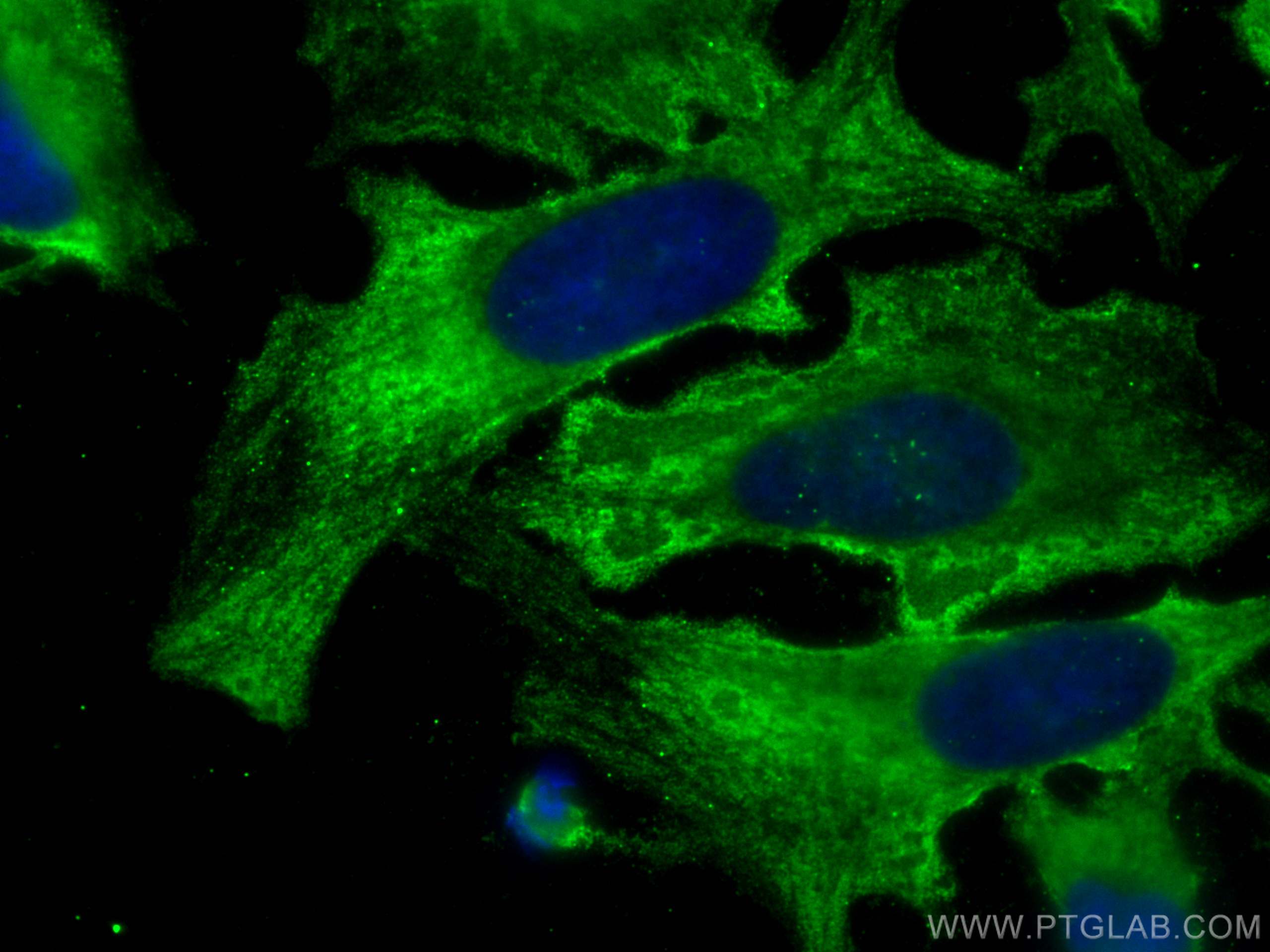 Immunofluorescence (IF) / fluorescent staining of HeLa cells using CoraLite® Plus 488-conjugated Cyclophilin A Monocl (CL488-67880)
