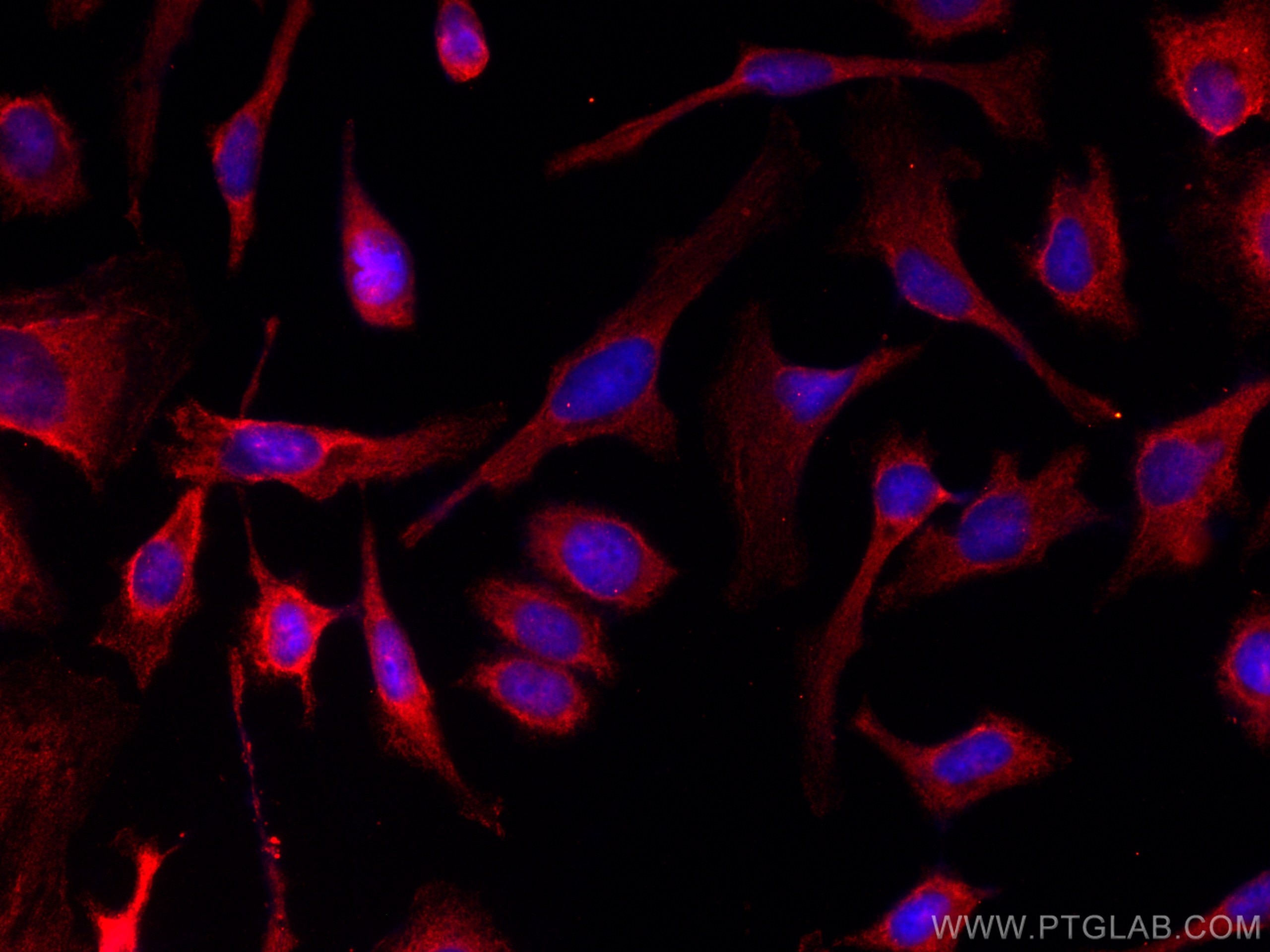 Immunofluorescence (IF) / fluorescent staining of HeLa cells using CoraLite®594-conjugated Cyclophilin A Monoclonal a (CL594-67880)