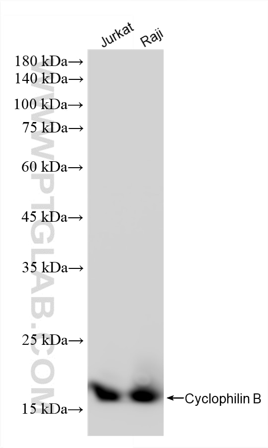 WB analysis using 86744-1-RR Western Blot (WB) analysis of various lysates using Cyclophilin B Recombinant monoclonal antibody (86744-1-RR)