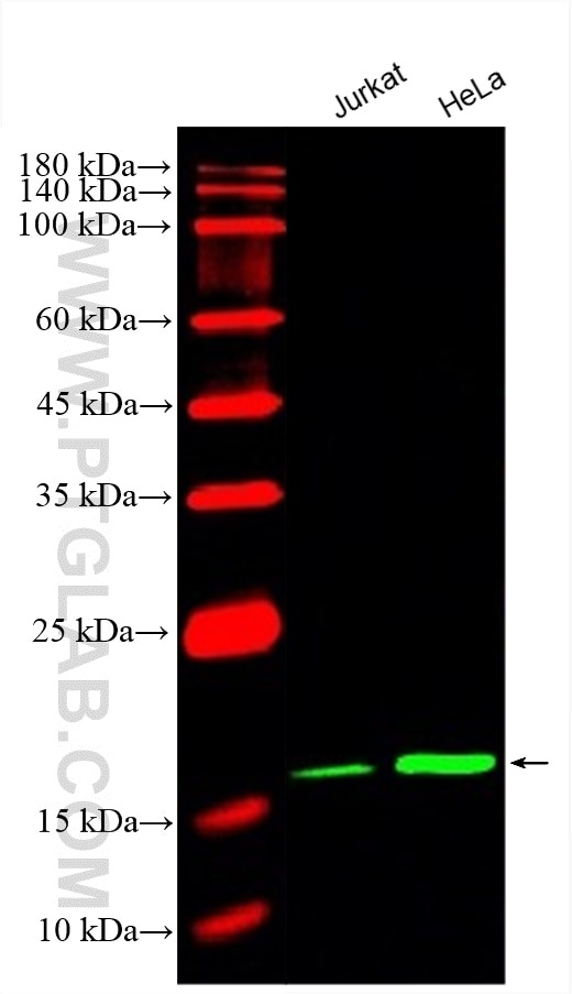 Western Blot (WB) analysis of various lysates using CoraLite® Plus 488-conjugated Cyclophilin B Monocl (CL488-66047)