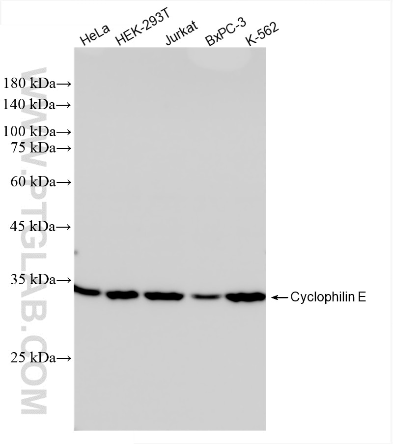 Western Blot (WB) analysis of various lysates using Cyclophilin E Recombinant antibody (85952-1-RR)