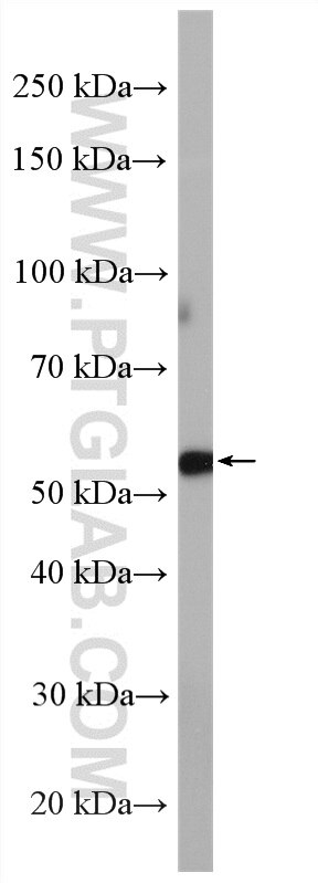 Western Blot (WB) analysis of rat heart tissue using Cyp2c7 Polyclonal antibody (55452-1-AP)