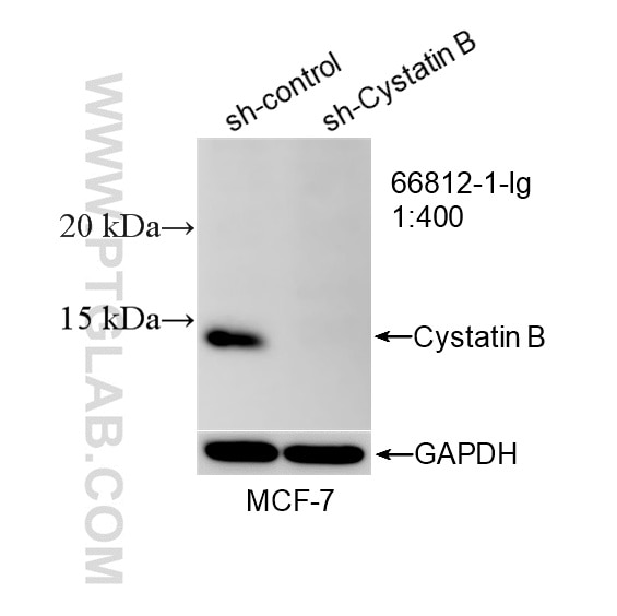WB analysis of MCF-7 using 66812-1-Ig (same clone as 66812-1-PBS) Western Blot (WB) analysis of MCF-7 cells using Cystatin B Monoclonal antibody (66812-1-Ig)