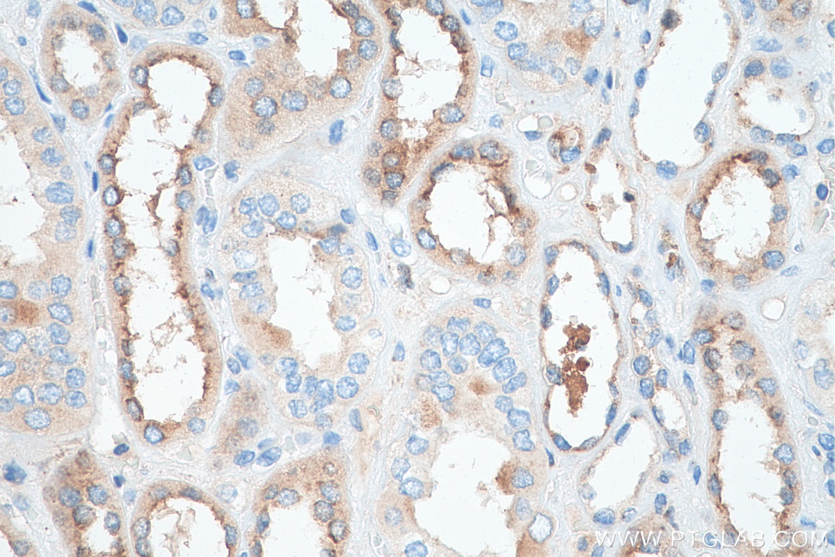 Immunohistochemistry (IHC) staining of human kidney tissue using Cystatin C Recombinant antibody (82441-1-RR)