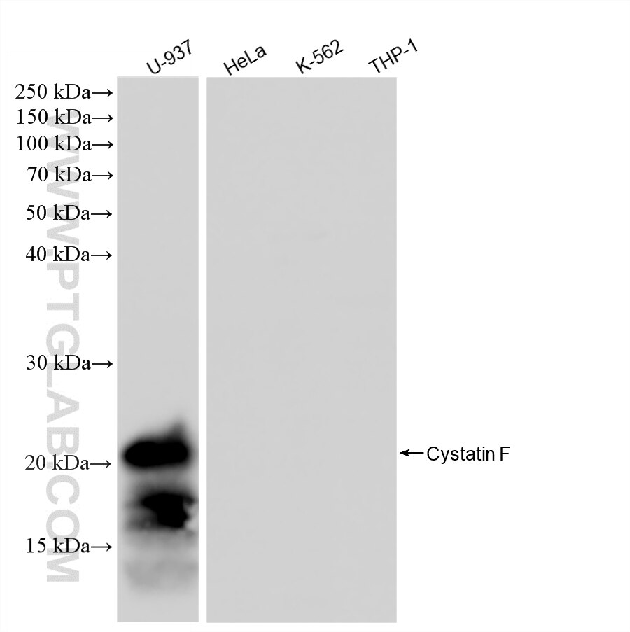 WB analysis using 87771-1-RR (same clone as 87771-1-PBS) Western Blot (WB) analysis of various lysates using Cystatin F Recombinant monoclonal antibody (87771-1-RR)