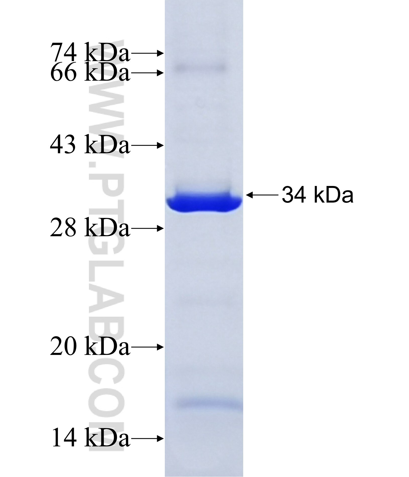 Cystatin F fusion protein Ag42595 SDS-PAGE