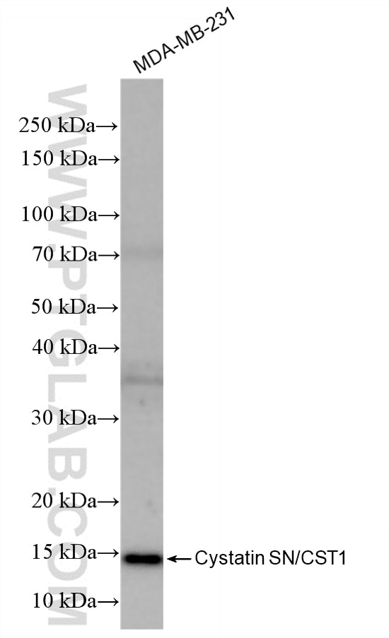 Western Blot (WB) analysis of various lysates using Cystatin SN/CST1 Recombinant antibody (85403-1-RR)