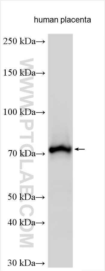 Western Blot (WB) analysis of various lysates using Cytochrome P450 Reductase Polyclonal antibody (29814-1-AP)