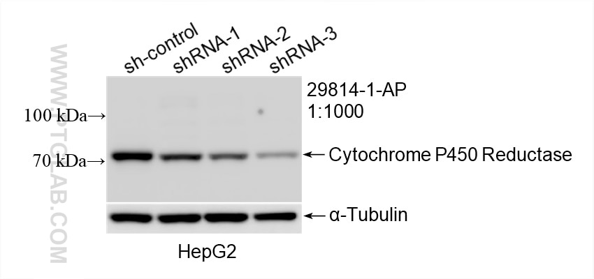 Western Blot (WB) analysis of HepG2 cells using Cytochrome P450 Reductase Polyclonal antibody (29814-1-AP)