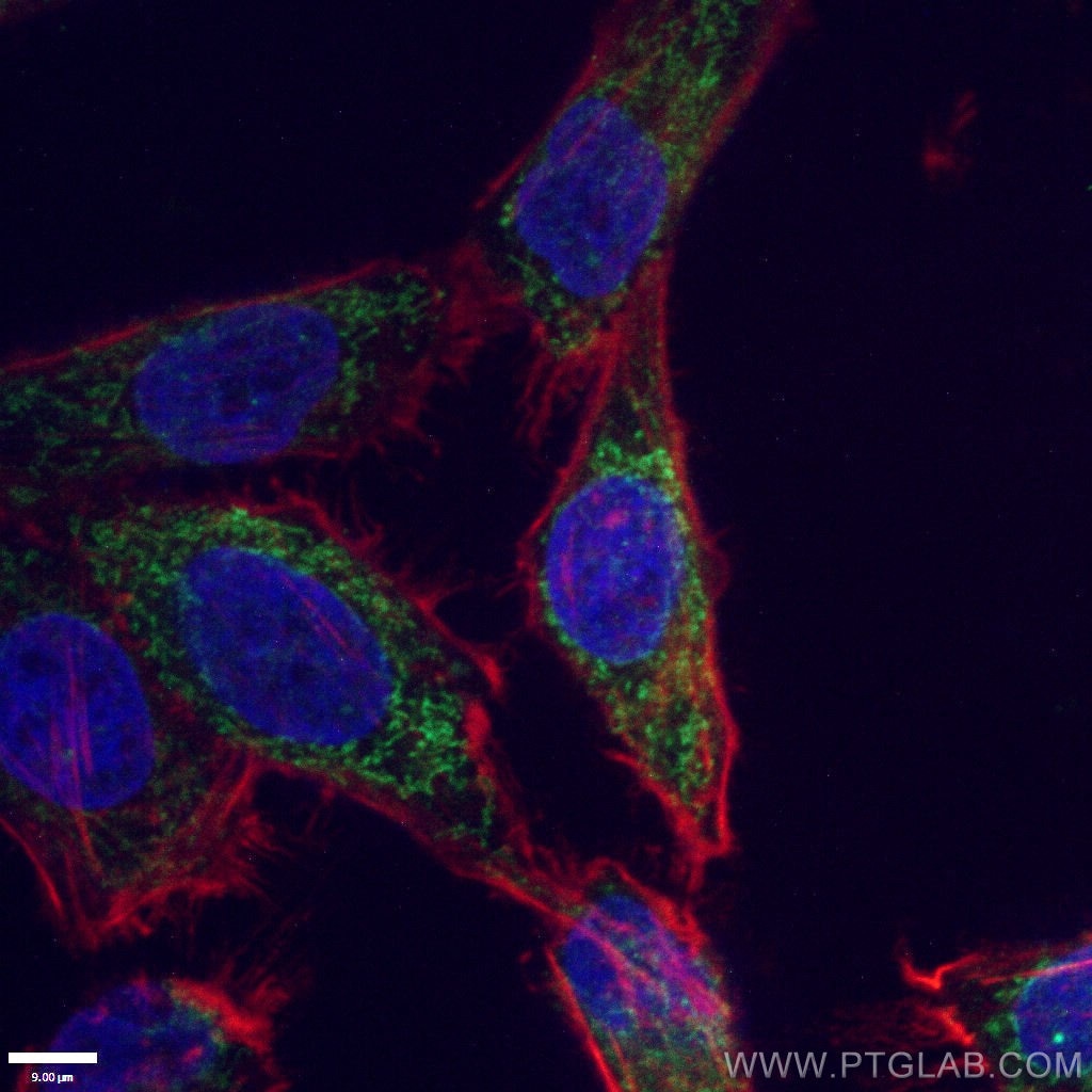 Immunofluorescence (IF) / fluorescent staining of HepG2 cells using Cytochrome c Monoclonal antibody (66264-1-Ig)