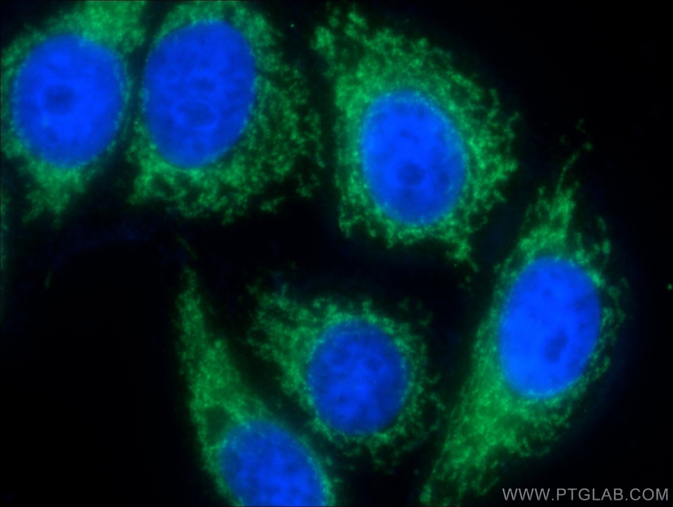 Immunofluorescence (IF) / fluorescent staining of HepG2 cells using Cytochrome c Monoclonal antibody (66264-1-Ig)