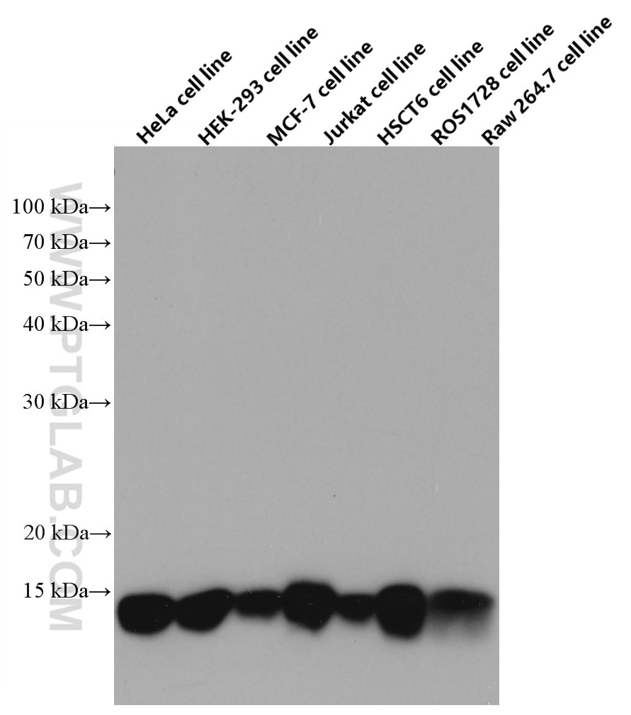 Western Blot (WB) analysis of various lysates using Cytochrome c Monoclonal antibody (66264-1-Ig)