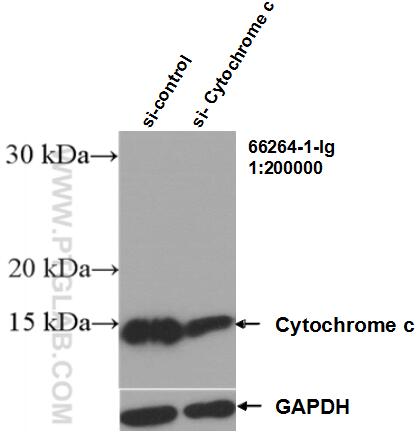 Western Blot (WB) analysis of HEK-293 cells using Cytochrome c Monoclonal antibody (66264-1-Ig)