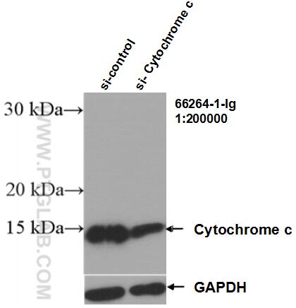 WB analysis of HEK-293 using 66264-1-Ig