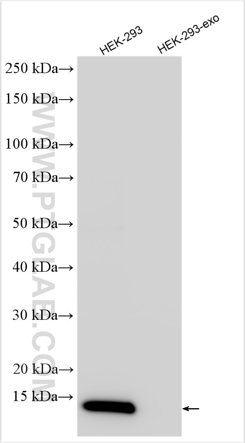 Western Blot (WB) analysis of HEK-293 cells using Cytochrome c Monoclonal antibody (66264-1-Ig)