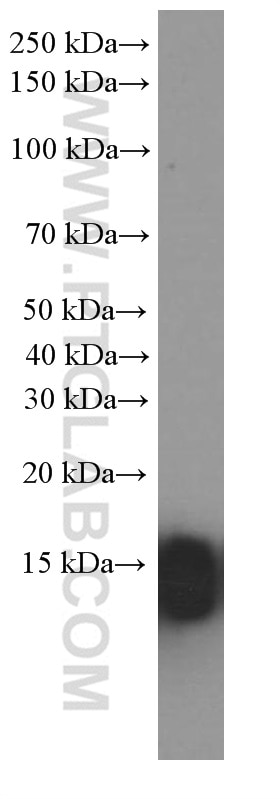 Western Blot (WB) analysis of human heart tissue using Cytochrome c Monoclonal antibody (66264-1-Ig)