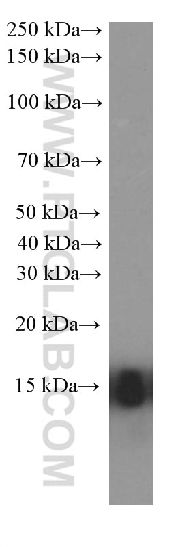 Western Blot (WB) analysis of human skeletal muscle tissue using Cytochrome c Monoclonal antibody (66264-1-Ig)