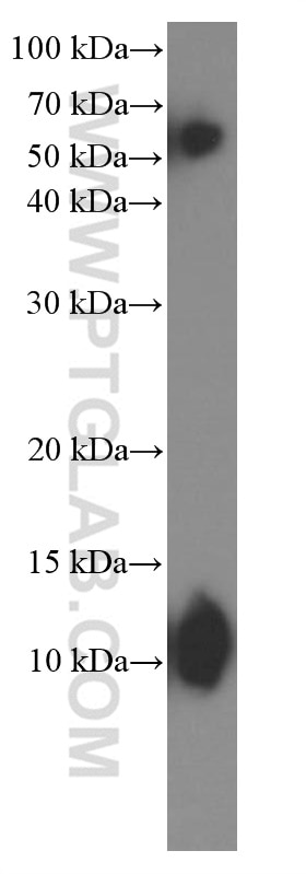 Western Blot (WB) analysis of rat skeletal muscle tissue using Cytochrome c Monoclonal antibody (66264-1-Ig)