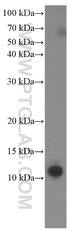 Western Blot (WB) analysis of mouse skeletal muscle tissue using Cytochrome c Monoclonal antibody (66264-1-Ig)