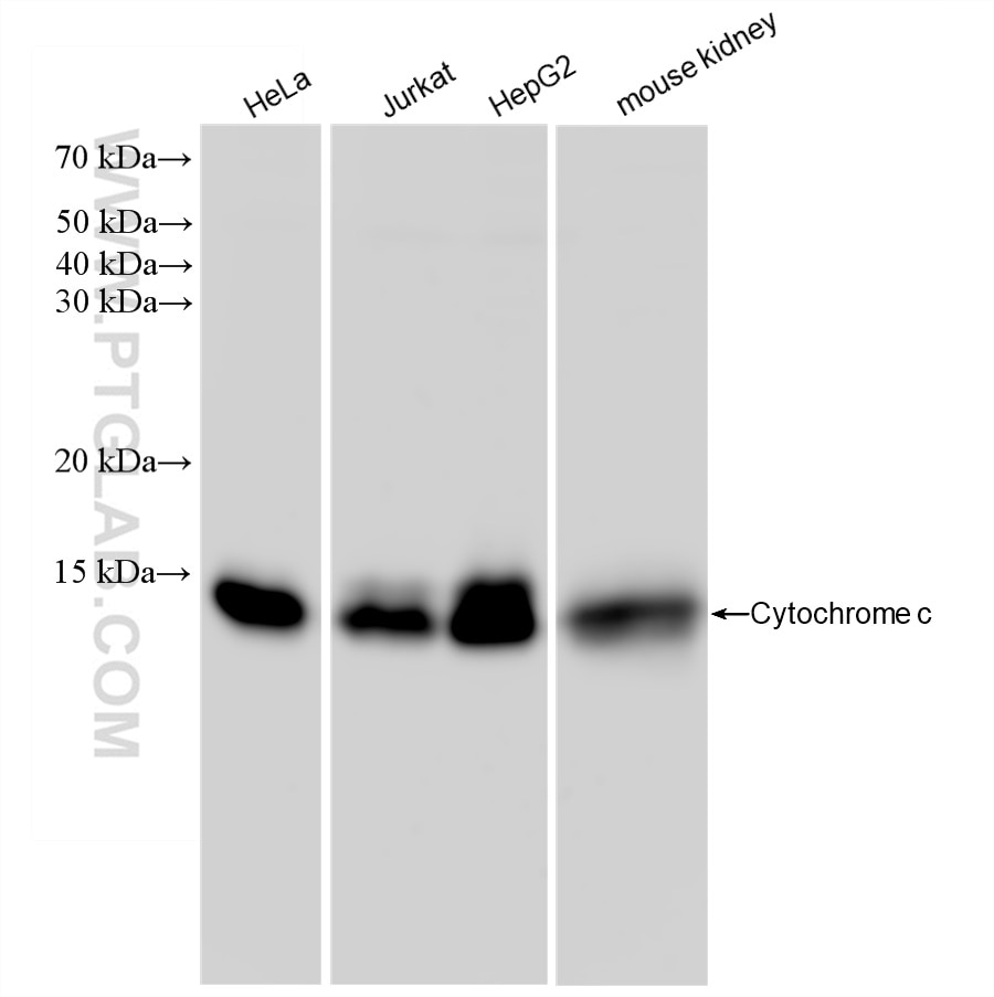 Western Blot (WB) analysis of various lysates using Cytochrome c Recombinant antibody (83276-1-RR)