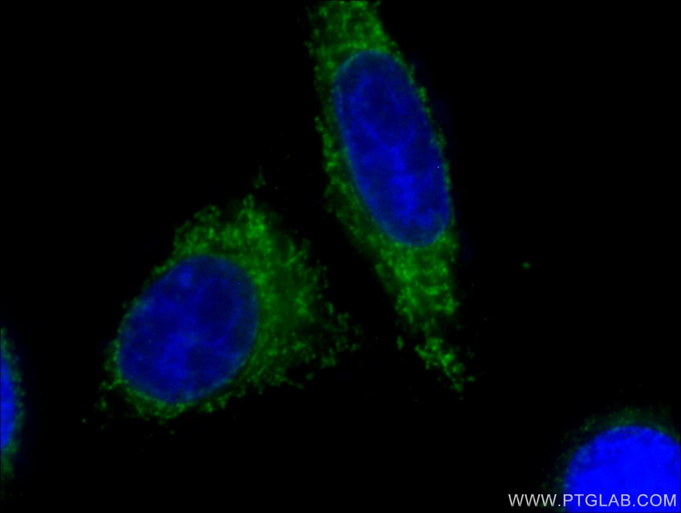 Immunofluorescence (IF) / fluorescent staining of HepG2 cells using CoraLite® Plus 488-conjugated Cytochrome c Monoclo (CL488-66264)