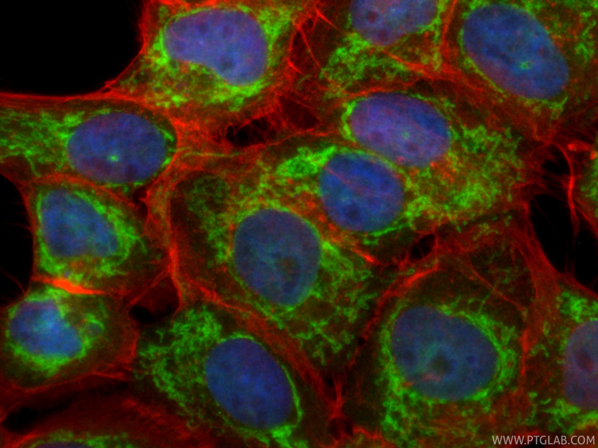 Immunofluorescent analysis of (4% PFA) fixed A431 cells using CoraLite® Plus 488 Cytochrome c antibody (CL488-83276, Clone: 230503E10 ) at dilution of 1:200, CL594-phalloidin (red). Immunofluorescence (IF) / fluorescent staining of A431 cells using CoraLite® Plus 488-conjugated Cytochrome c Recombi (CL488-83276)