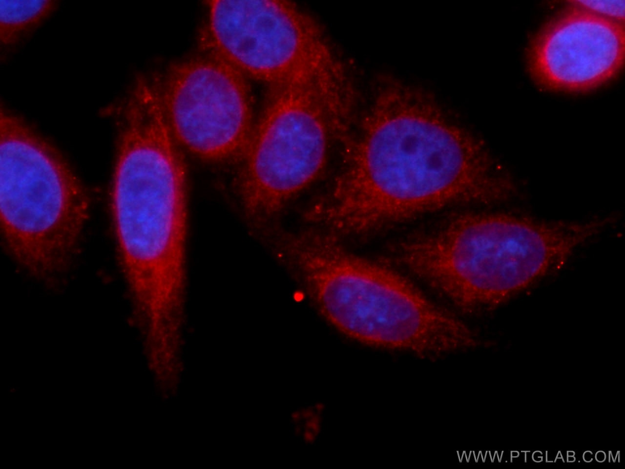 Cytochrome c