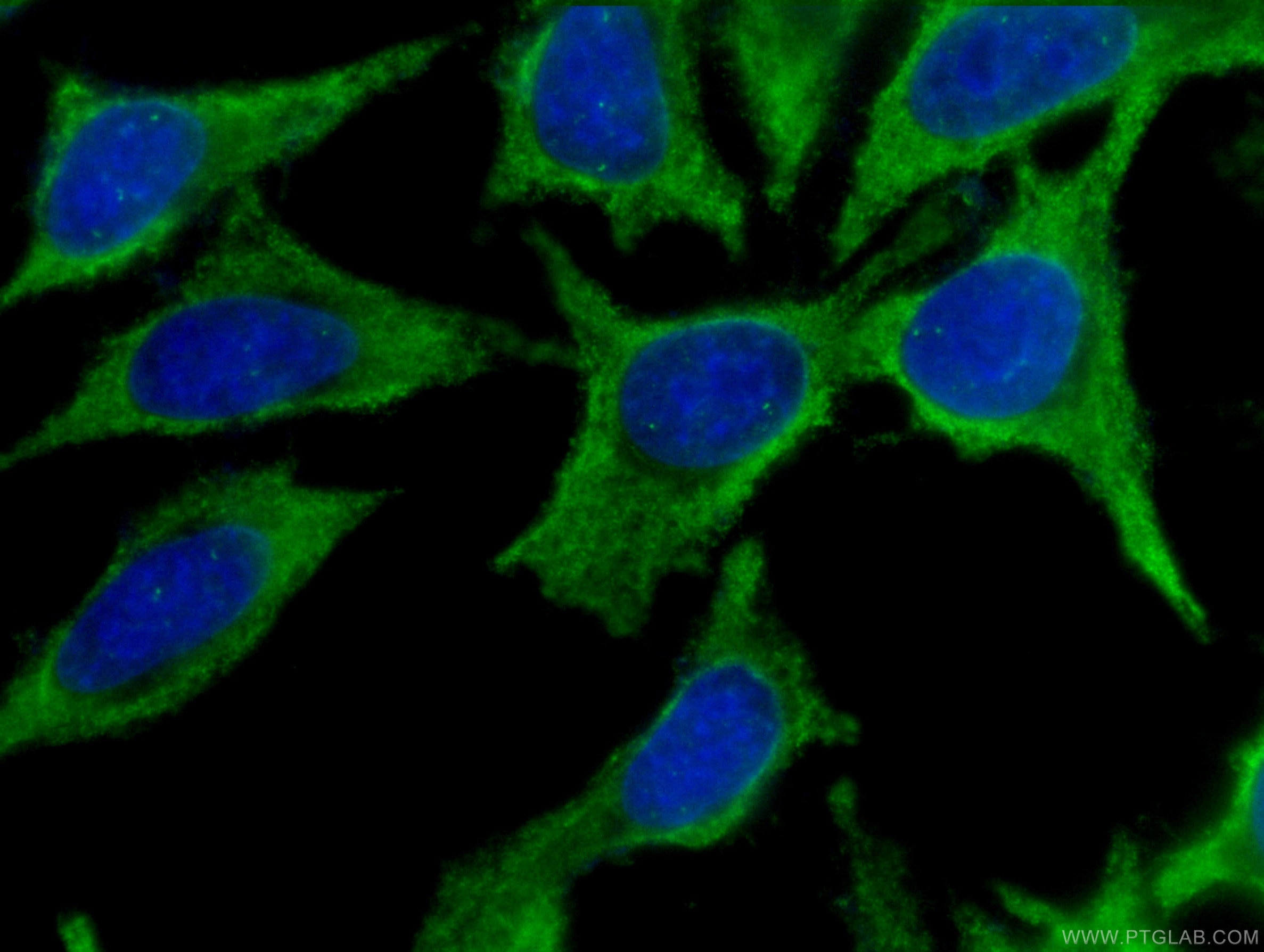 Immunofluorescence (IF) / fluorescent staining of HeLa cells using CoraLite® Plus 488-conjugated Cytoglobin Monoclona (CL488-60228)