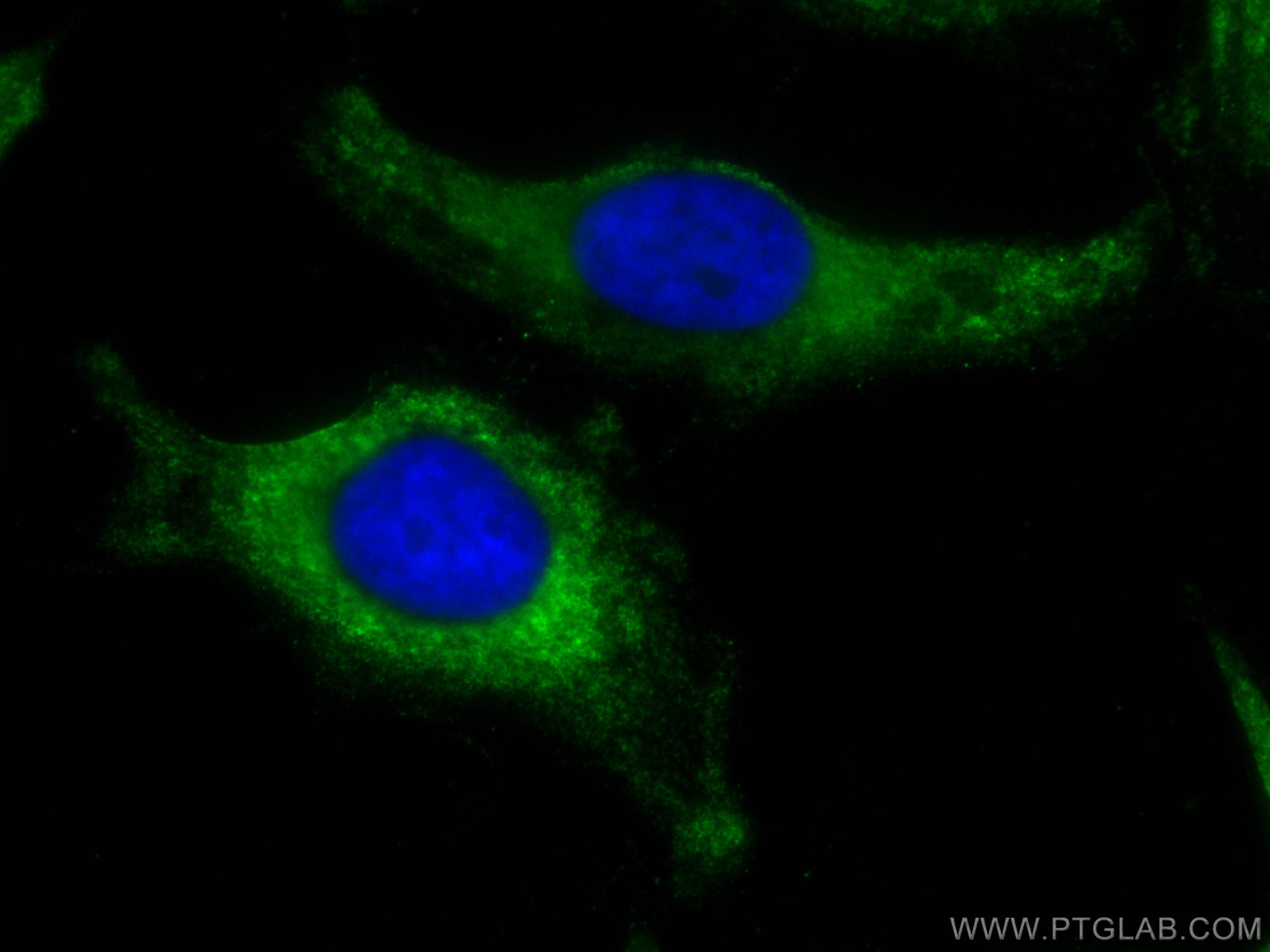 Immunofluorescence (IF) / fluorescent staining of HeLa cells using CoraLite® Plus 488-conjugated Cytoglobin Monoclona (CL488-60228)