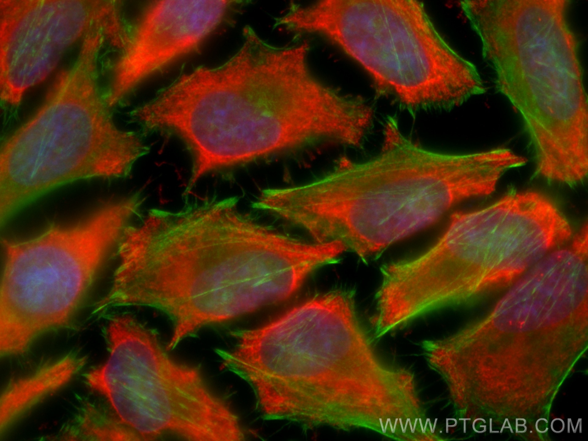 Immunofluorescence (IF) / fluorescent staining of HeLa cells using CoraLite®594-conjugated Cytoglobin Monoclonal anti (CL594-60228)