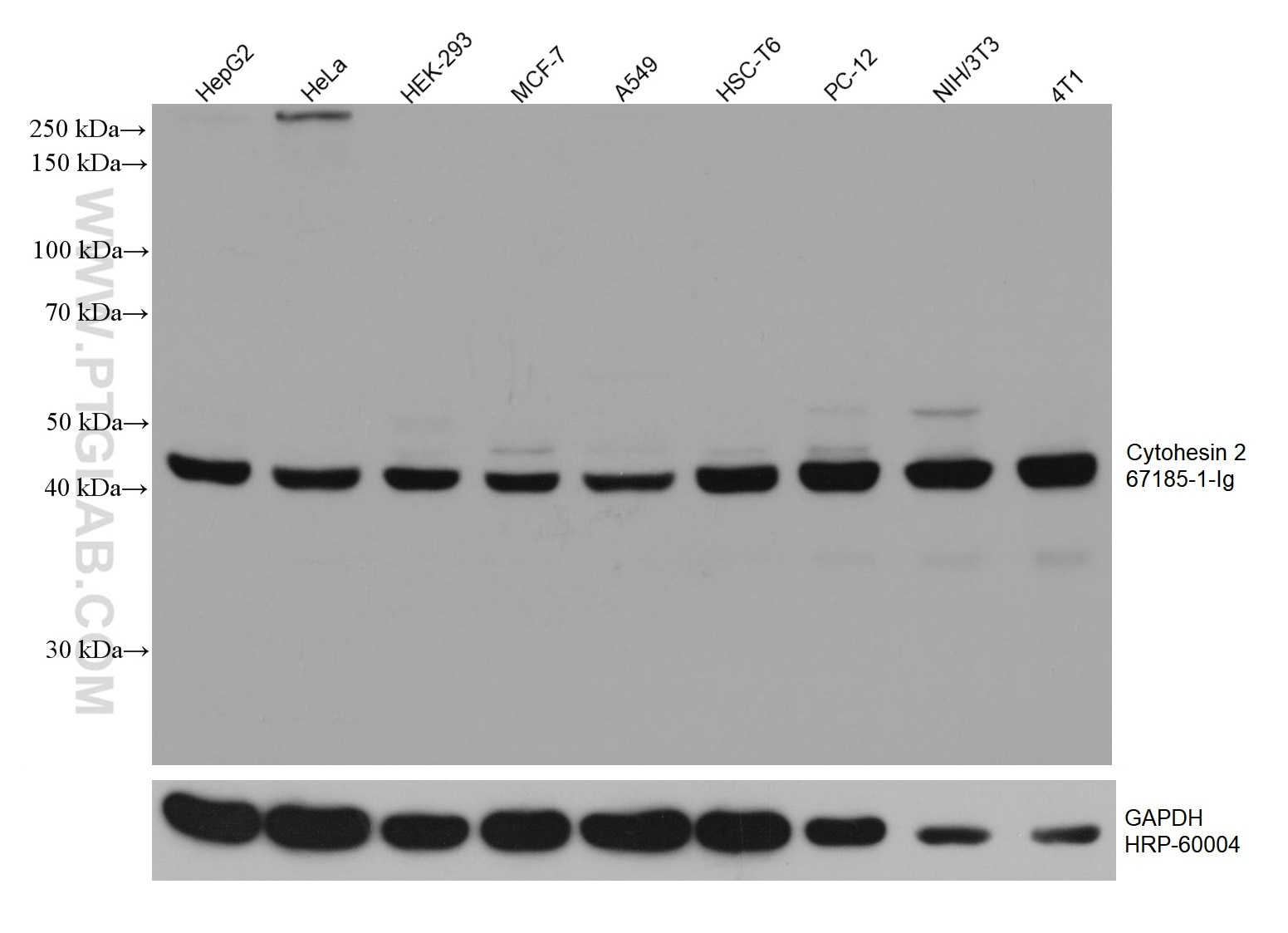 Western Blot (WB) analysis of various lysates using Cytohesin 2 Monoclonal antibody (67185-1-Ig)