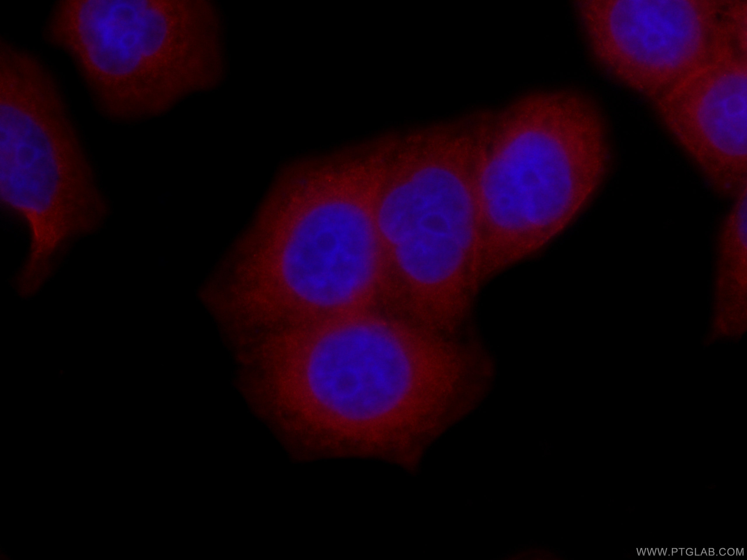 Immunofluorescence (IF) / fluorescent staining of HeLa cells using CoraLite®594-conjugated Cytohesin 2 Monoclonal ant (CL594-67185)