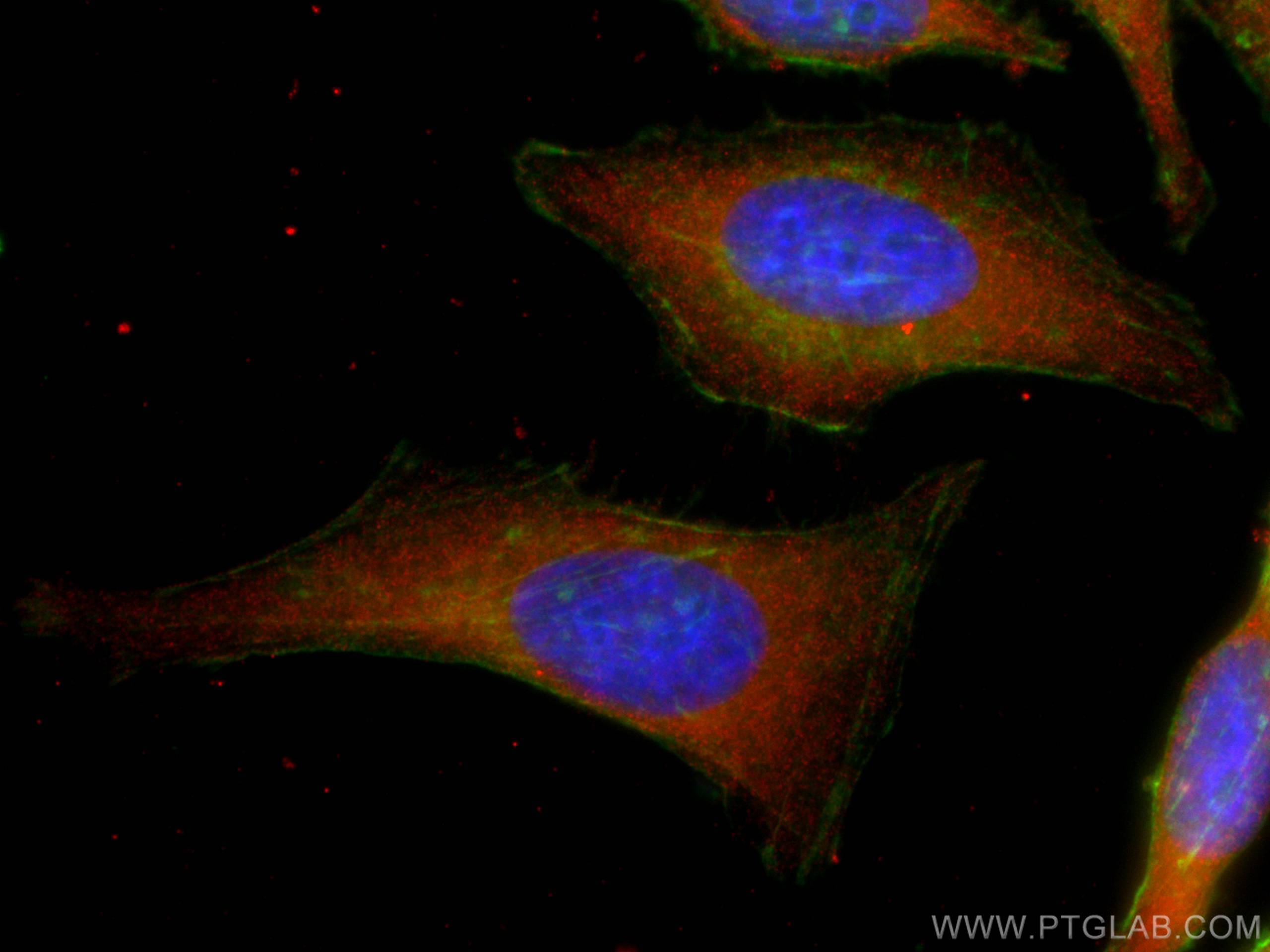 Immunofluorescence (IF) / fluorescent staining of HeLa cells using CoraLite®594-conjugated Cytohesin 2 Monoclonal ant (CL594-67185)