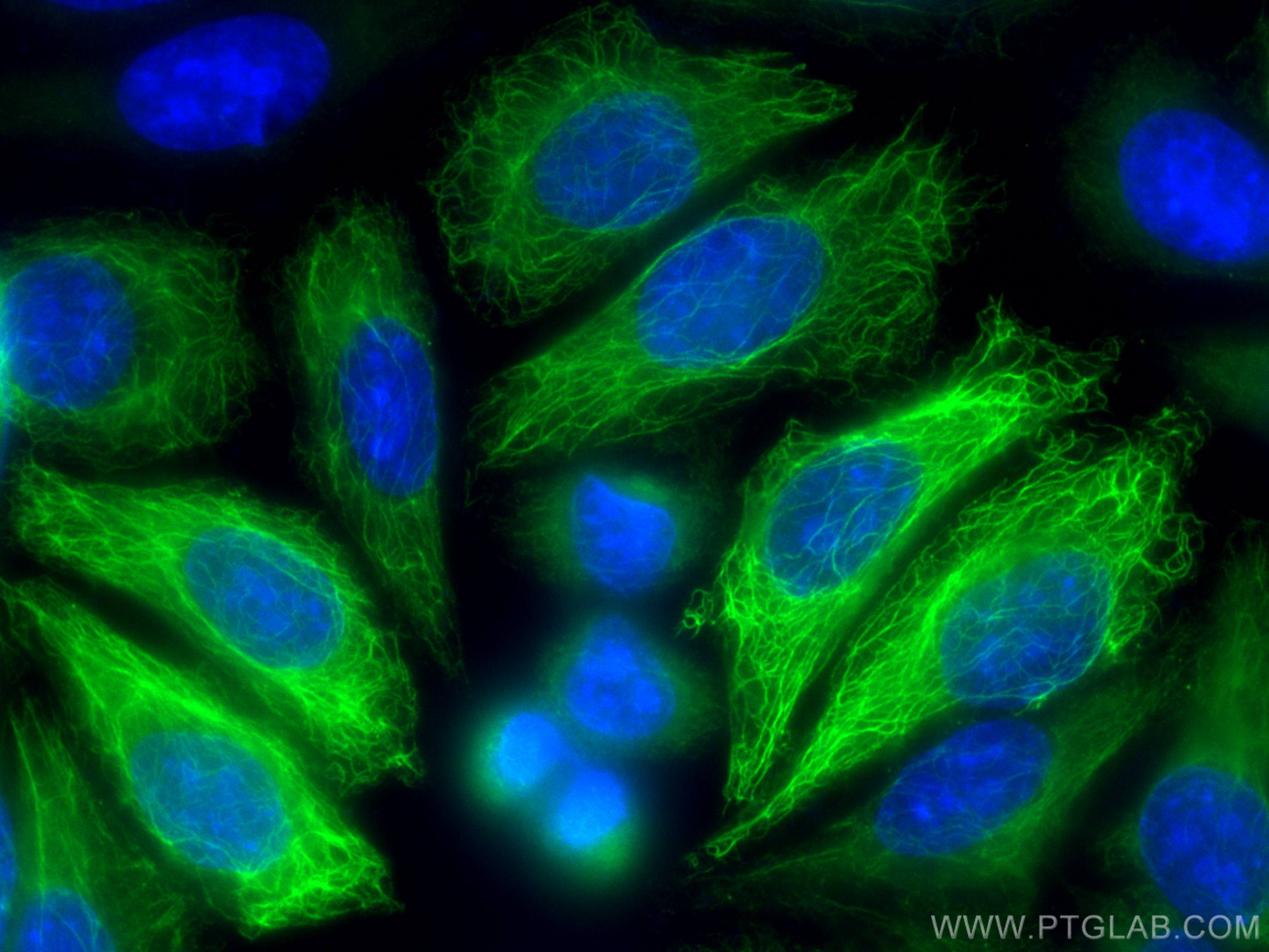 IF Staining of HepG2 using CL488-10143