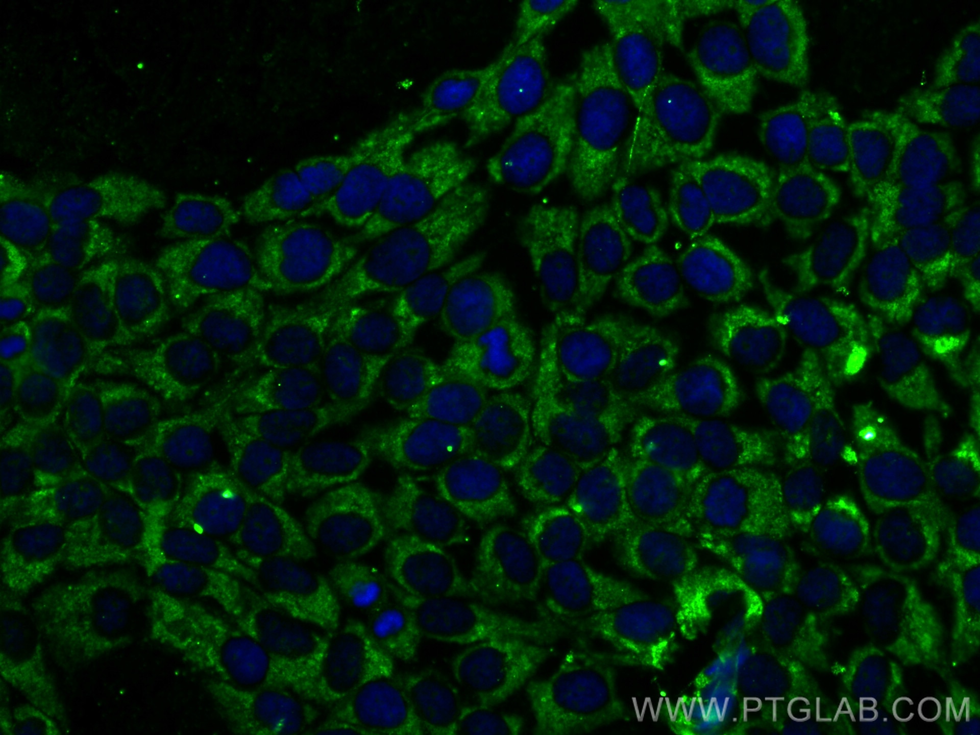 IF Staining of HaCaT using CL488-60320