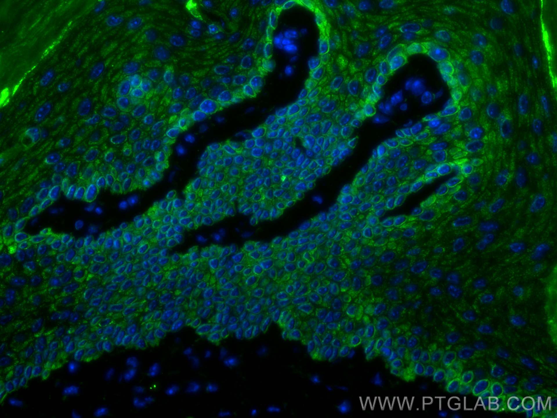 IF Staining of mouse skin using CL488-60320