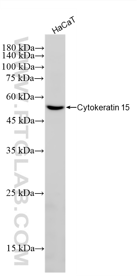 Western Blot (WB) analysis of HaCaT cells using Cytokeratin 15 Recombinant monoclonal antibody (86761-3-RR)